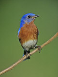 Male Eastern Bluebird  Sialia Sialis  North America Missouri State Bird