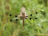 Twelve-Spotted Skimmer Dragonfly (Libellula Pulchella)