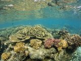 Corals Reef in a Bikini Atoll Lagoon  Marshall Islands  Pacific Ocean