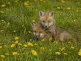 Red Fox Cubs Playing in a Field of Dandelions  Vulpes Vulpes  North America