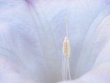 Sacred Datura  Datura Wrightii  also Called Jimsonweed  Is Poisonous to Livestock