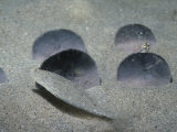 Sand Dollars on the Sandy Ocean Floor (Dendraster Excentricus)  Eastern Pacific Ocean