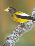 Male Evening Grosbeak (Coccothraustes Vespertinus) Eastern North America