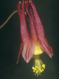 Columbine Flower  Aquilegia Canadensis  North America