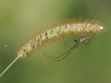 Long-Jawed Orb Weaver Spider (Tetragnatha Straminea)