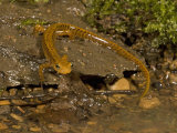 Long-Tailed Salamander Near a Pond  Eurycea Longicauda  Eastern North America