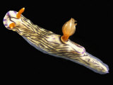Nudibranch