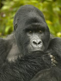 Mountain Gorilla  Gorilla Gorilla Beringei  Volcanoes National Park  Rwanda  Africa
