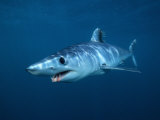 Shortfin Mako Shark (Isurus Oxyrinchus)  California  USA