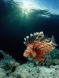 Lionfish or Turkeyfish (Pterois Volitans)  Indonesia