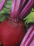 Beet (Beta Vulgaris)  Early Wonder Tall Top Variety