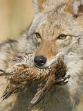 Coyote (Canis Latrans) with Bobwhite Quail Prey in its Mouth  North America