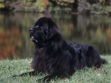 Newfoundland Variety of Domestic Dog
