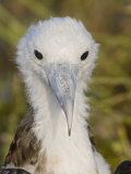 Great Frigatebird  Large Chick  North Seymour Island  Galapagos  Ecuador