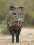 Javelina or Peccary  Pecari Tajacu  Southwestern USA