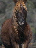 Chincoteague Pony Face  Assateague National Wildlife Refuge  Maryland  USA