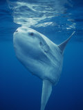 Ocean Sunfish (Mola Mola)  the World's Largest Bony Fish  Pacific Ocean  California  USA