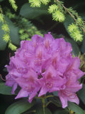 Flowering Rosebay Rhododendron  Rhododendron Maximum  Eastern North America