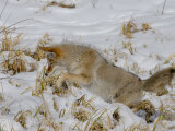 Coyote (Canis Latrans) Hunting Mice in Snow