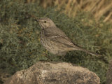 Sage Thrasher (Oreoscoptes Montanus) Perched on a Rock  Arizona  USA