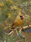 A Female Northern Cardinal (Cardinalis Cardinalis) in Red Cedar  Eastern North America
