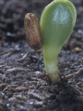 Thistle Seedling with the Seed Coat and Cotyledons  Cirsium