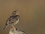 Grasshopper Sparrow (Ammodramus Savannarum) Singing  Eastern USA