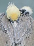 Brown Pelican (Pelecanus Occidentalis)
