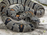 An Alterna Morph  Young Adult Female  Alpine  Texas  USA