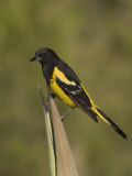 Scott's Oriole Male (Icterus Parisorum) on an Agave Leaf  Sonoran Desert  Arizona  USA
