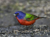 Painted Bunting