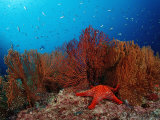 Red Starfish and Coral Reef  Asteroidea  Mexico  Sea of Cortez  Baja California  La Paz