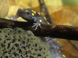 Spotted Salamander in a Vernal Pool with Eggs  Ambystoma Maculatum   Northeastern USA