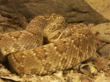 Mojave Rattlesnake  Crotalus Scutulatus Scutulatus