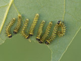 Saturnid Moth Second Instar Caterpillars (Copaxa Decreasens) Ecuador
