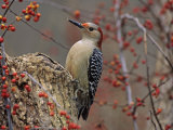 Red-Bellied Woodpecker (Melanerpes Carolinus) on Bittersweet (Celastrus)  Southern USA