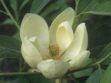 Sweetbay Magnolia Flower  Magnolia Virginiana  Eastern North America