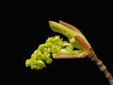 Leaf and Flower Bud of a Bigleaf Maple (Acer Macrophyllum) Starting to Open  Oregon  USA