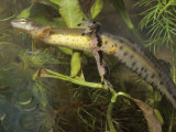 Red-Spotted Newt Aquatic Form  Notophthalmus Viridescens  Eastern North America
