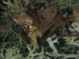 Male Satanic Leaf-Tailed Gecko  Uroplatus Phantasticus  Madagascar
