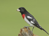 Rose-Breasted Grosbeak  Pheucticus Ludovicianus   North America