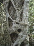 Strangler Fig  Ficus Aurea  Growing on its Host Tree in a Tropical Forest  Florida  USA