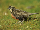 Long-Tailed Meadowlark  Sturnella Loyca Falklandica  Falkland Islands