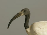 Sacred Ibis Head  Threskiornis Aethiopicus  Ngorongoro Crater  Tanzania  Africa