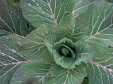 Collard Plant  Brassica Oleracea Acephala