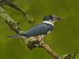 Female Belted Kingfisher with Prey in its Cavity (Ceryle Alcyon)  Eastern USA