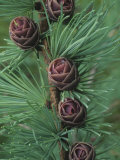 Tamarck or American Larch Seed Cones in the Spring  Larix Larcina  North America
