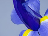 Close-Up of Iris Flower Parts