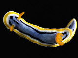 Nudibranch