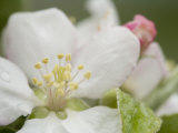Apple Blossom